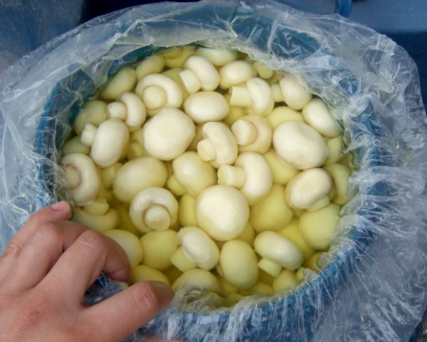 Mushroom Materials in Durm