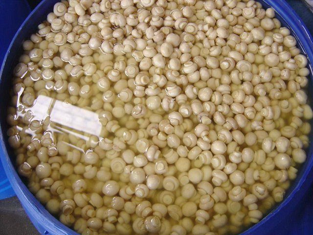 Briny Mushroom Whole in drum