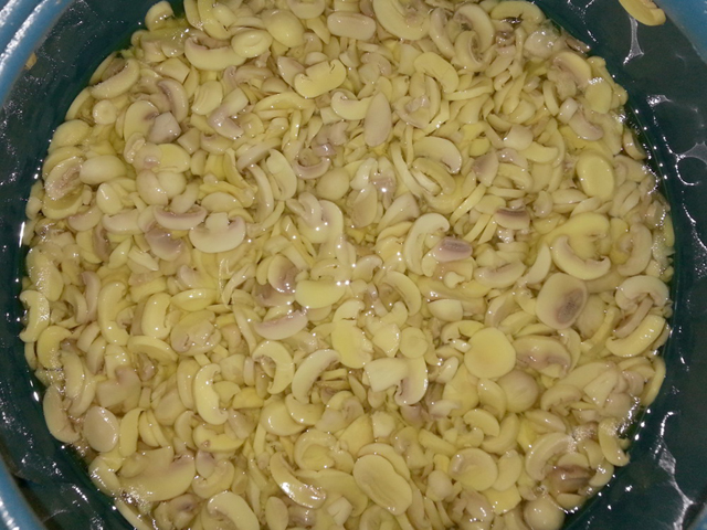 Briny Mushroom PNS in drum