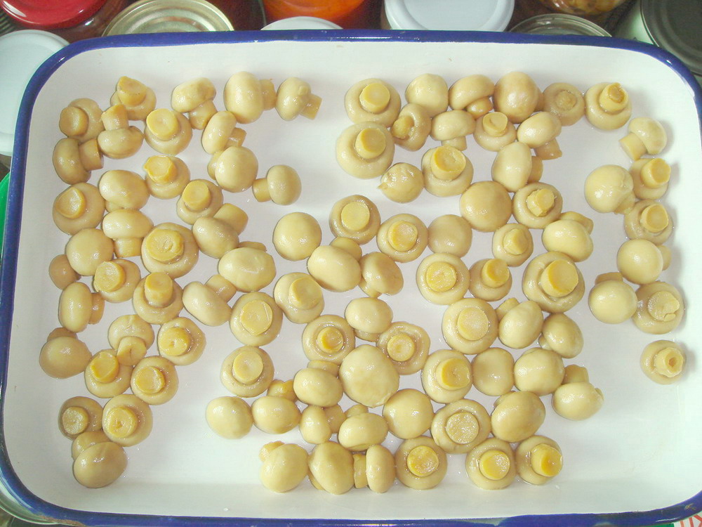 Canned Tiny Mushroom Whole 800g