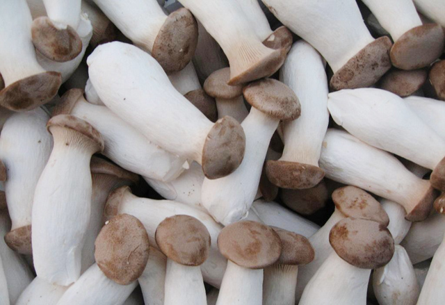 Fresh King Oyster Mushroom